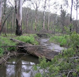 VICs have say on inland fisheries